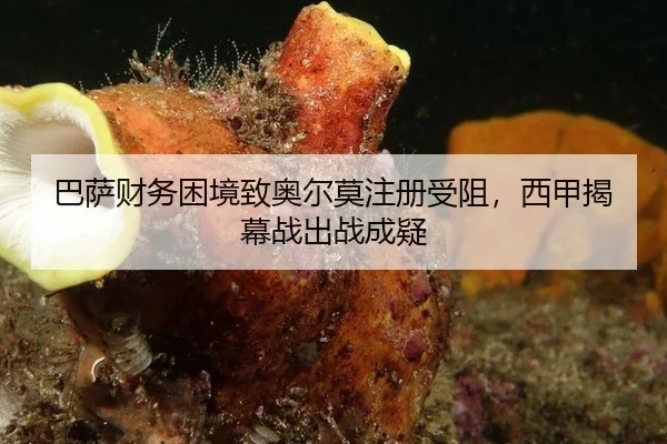 ba-sa-cai-wu-kun-jing-zhi-ao-er-mo-zhu-ce-shou-zu-xi-jia-jie-mu-zhan-chu-zhan-cheng-yi-3-854.jpg